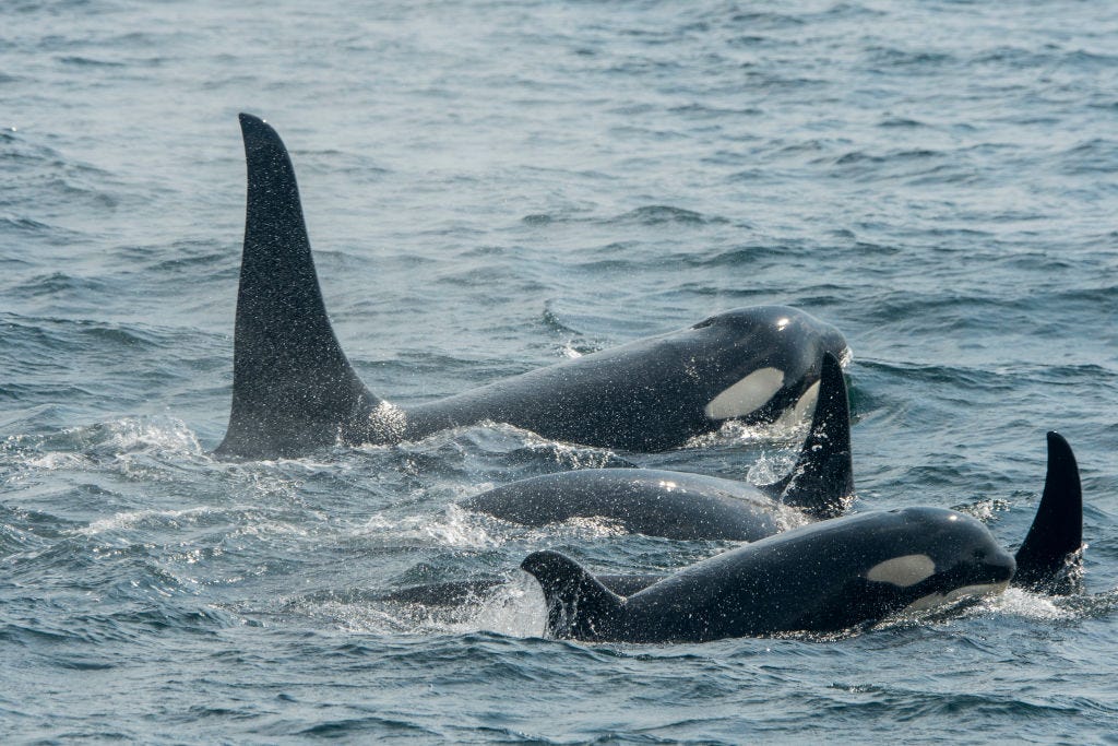 Orcas Won't Stop Attacking Boats. They Officially Have Our Attention.