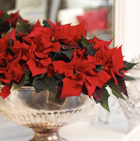 Stella Di Natale Youtube.Poinsettia Care Tips 13 Golden Rules For A Poinsettia Plant