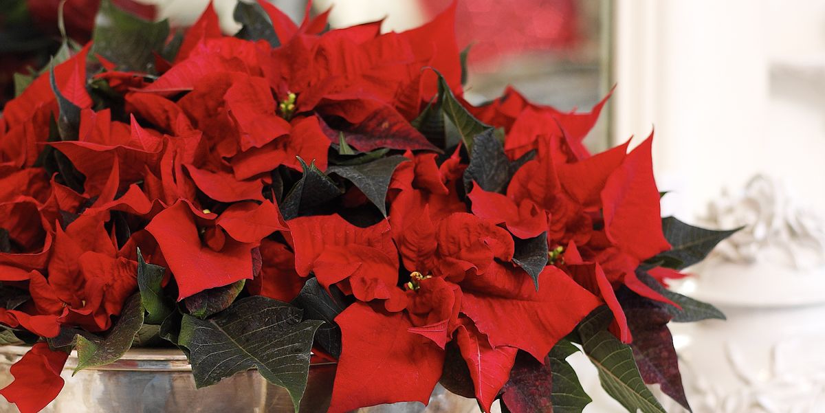 Poinsettia Care Tips 13 Golden Rules For A Poinsettia Plant,What Is Caramel Made Out Of