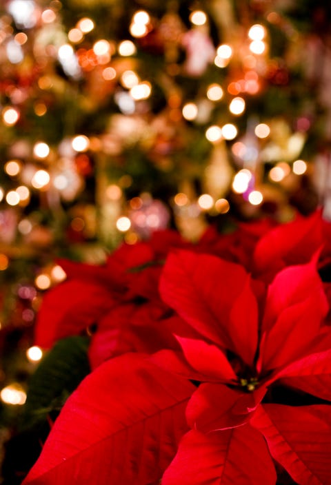 Poinsettia Care Tips: 7 Golden Rules For A Poinsettia Plant - Christmas ...