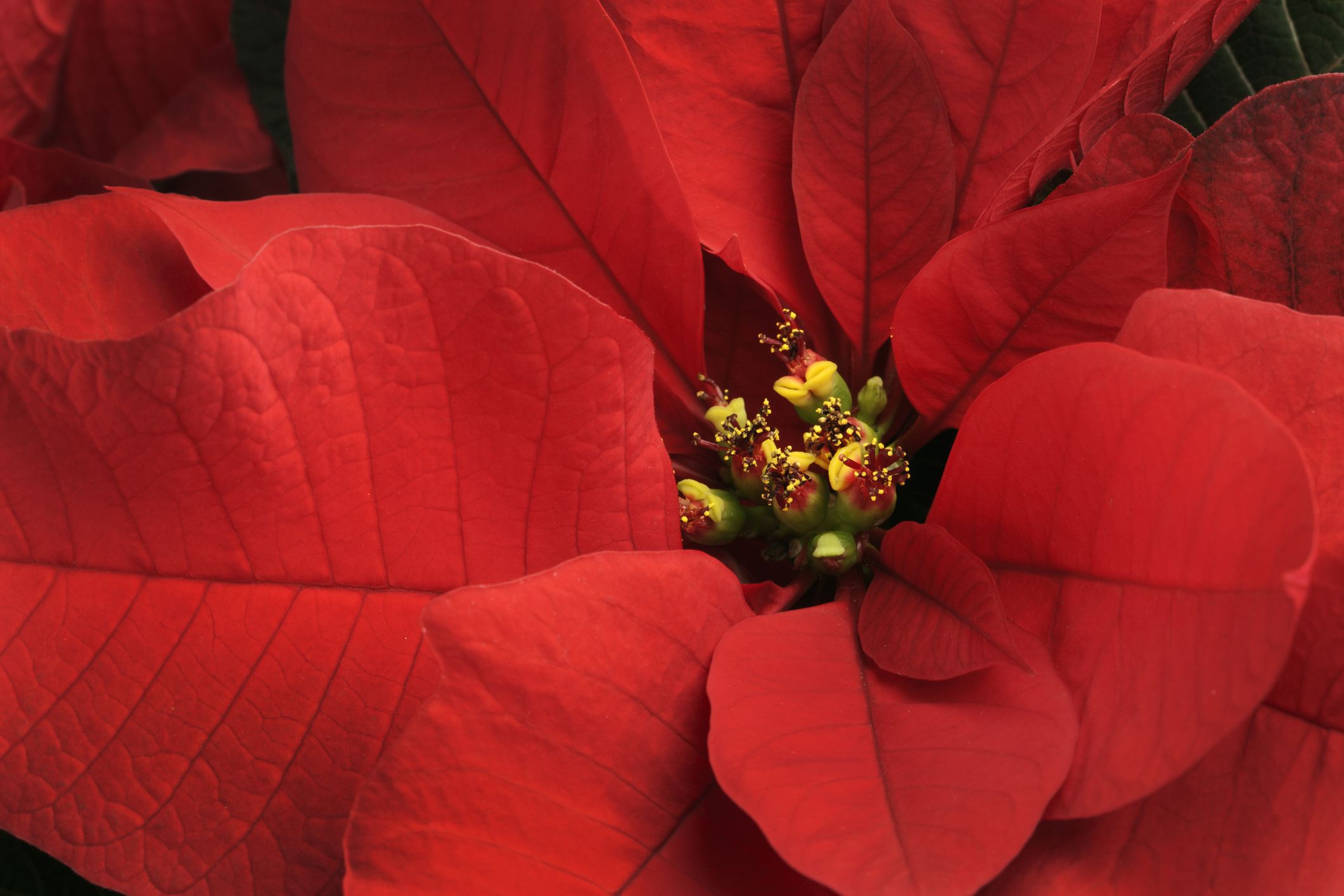 red christmas plant poinsettia