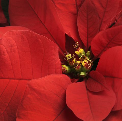 Stella Di Natale Winter Rose.Poinsettia Care Tips 13 Golden Rules For A Poinsettia Plant