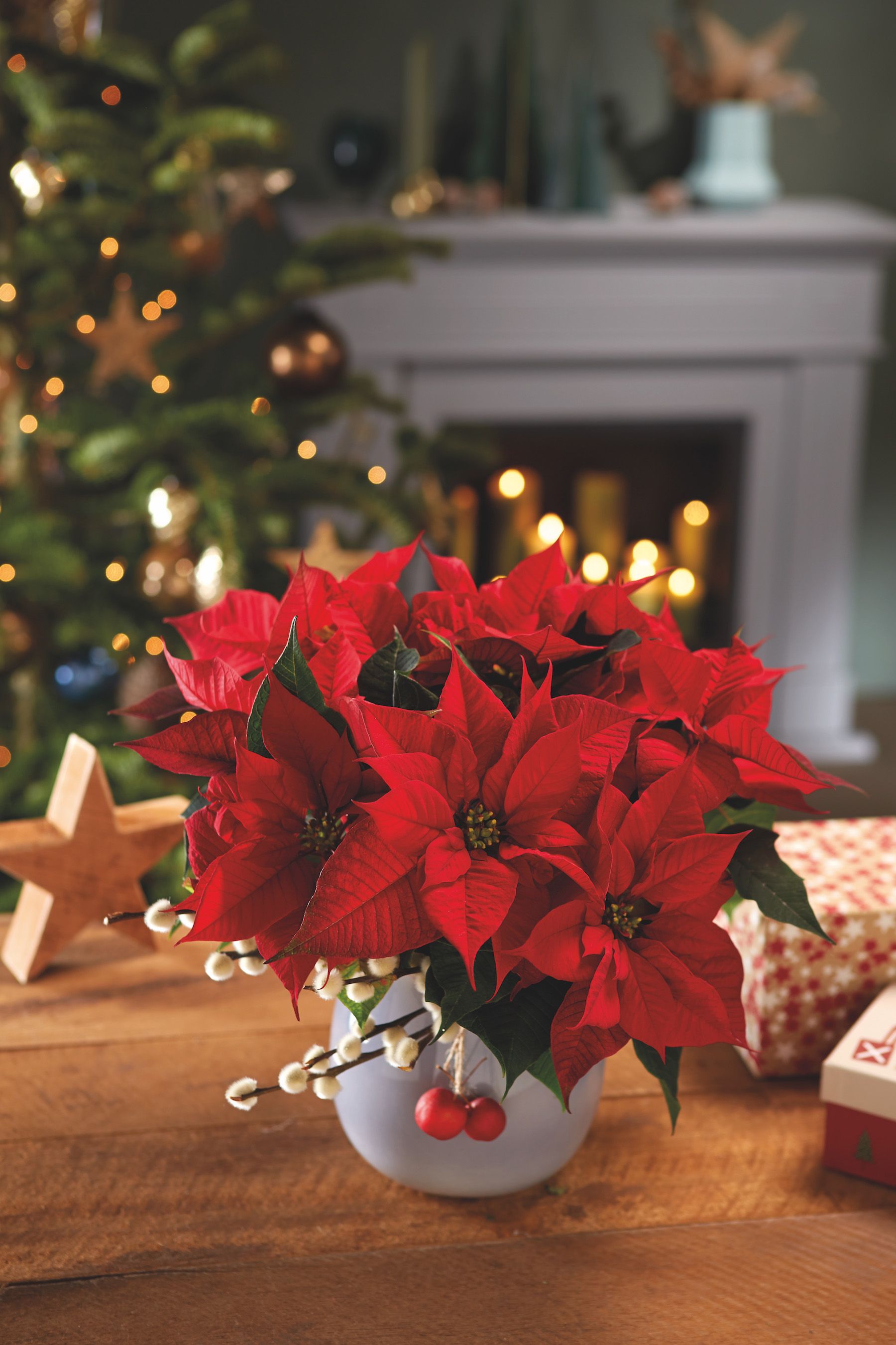 christmas potted flowers