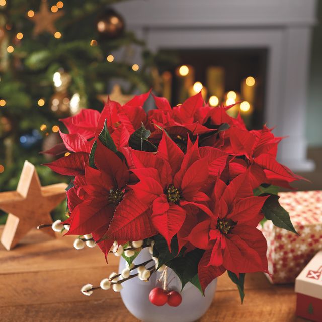 Get Poinsettia Flower How To Grow Pictures