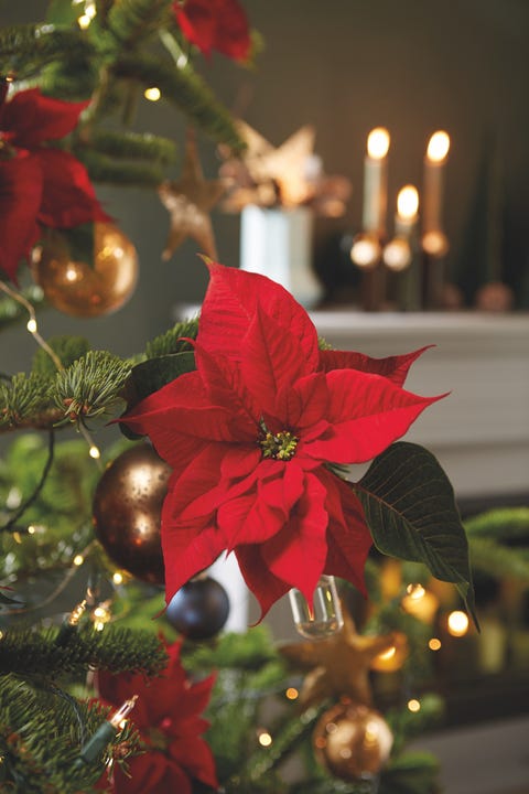 Red poinsettia Christmas tree decoration