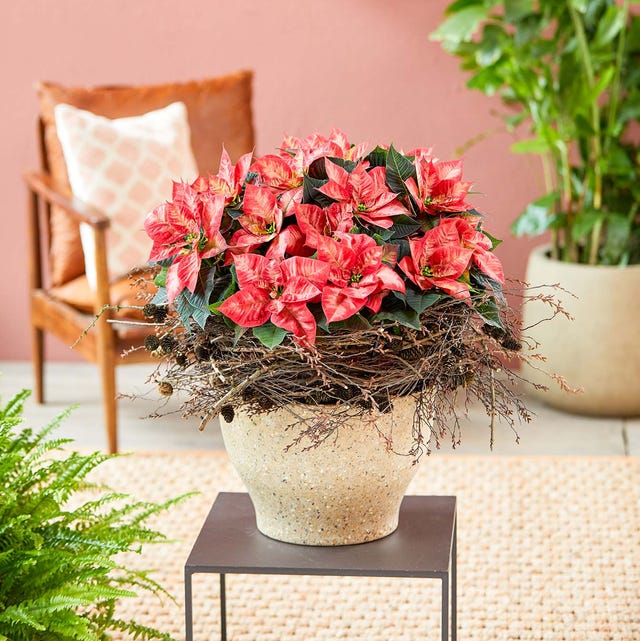 15 plantas típicas de Navidad 15 plantas típicas de Navidad