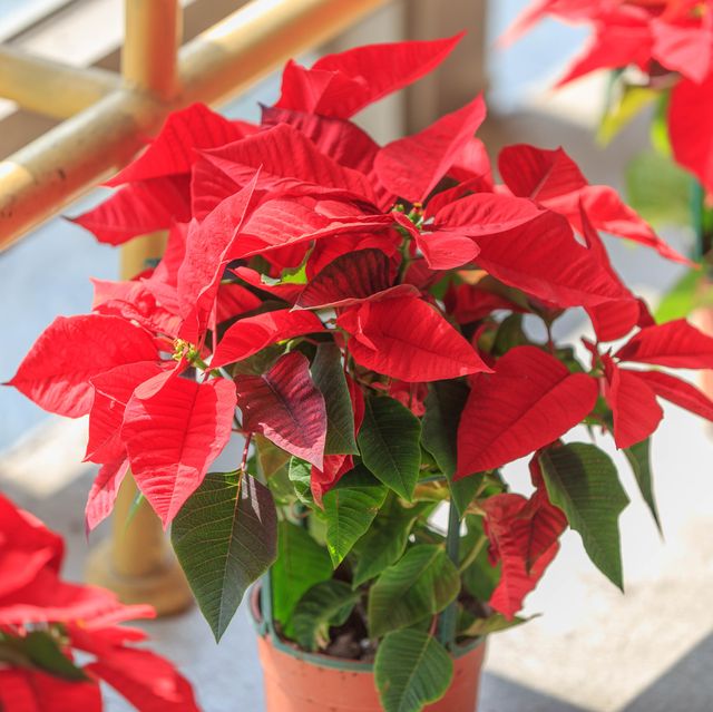 best christmas plants and flowers
