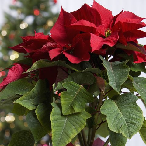 10 of the most popular christmas plants to buy ahead of the festive season