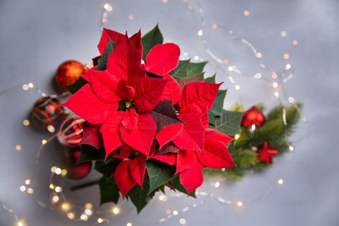 red poinsettia flower and festive christmas arrangement with sparkling garland on gray background top view, copy space