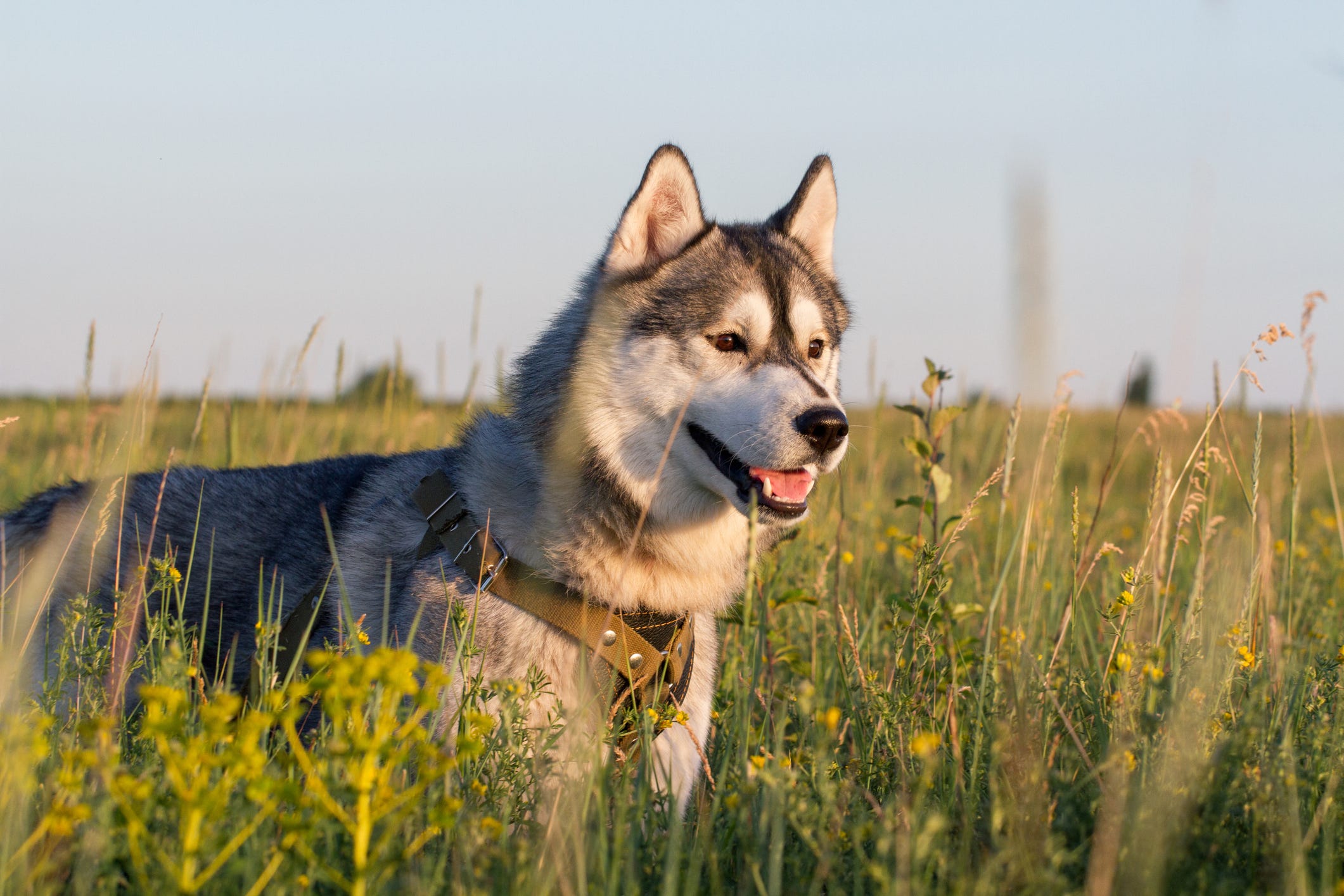 dog breeds whose ears stand up