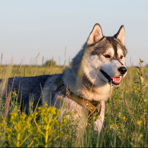 dogs with pointy ears alaskan malamute standing in meadow