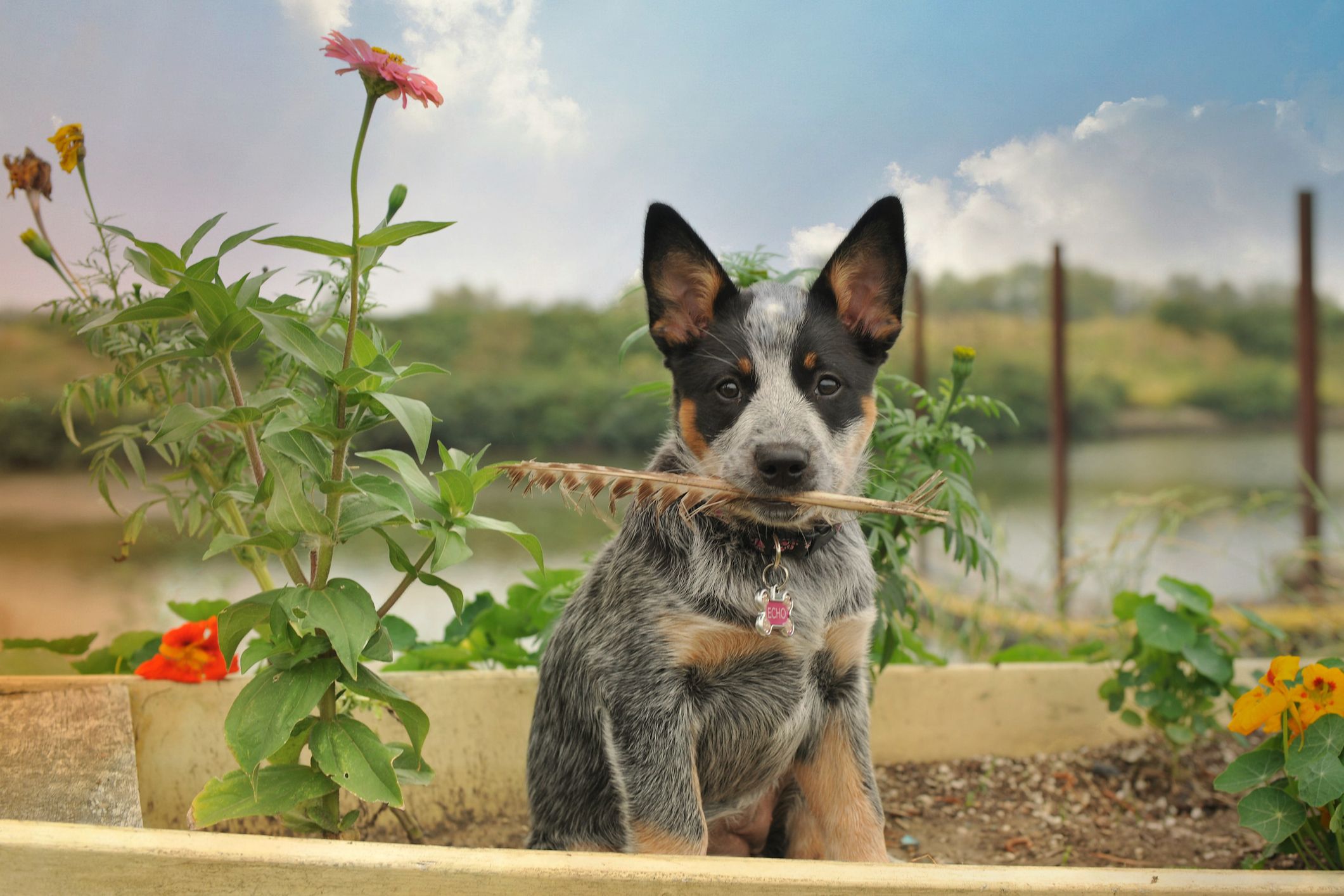 small white dog with pointy ears