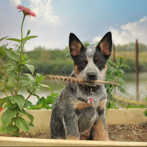 dogs with pointy ears australian cattle dog holding a feather in his mouth and sitting in a garden