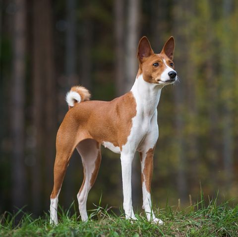 dogs with pointy ears basenji standing in the forest