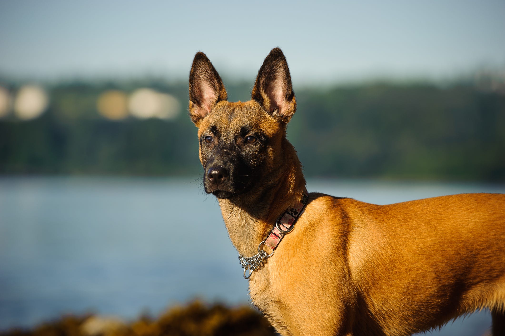 what dog breeds have pointy ears