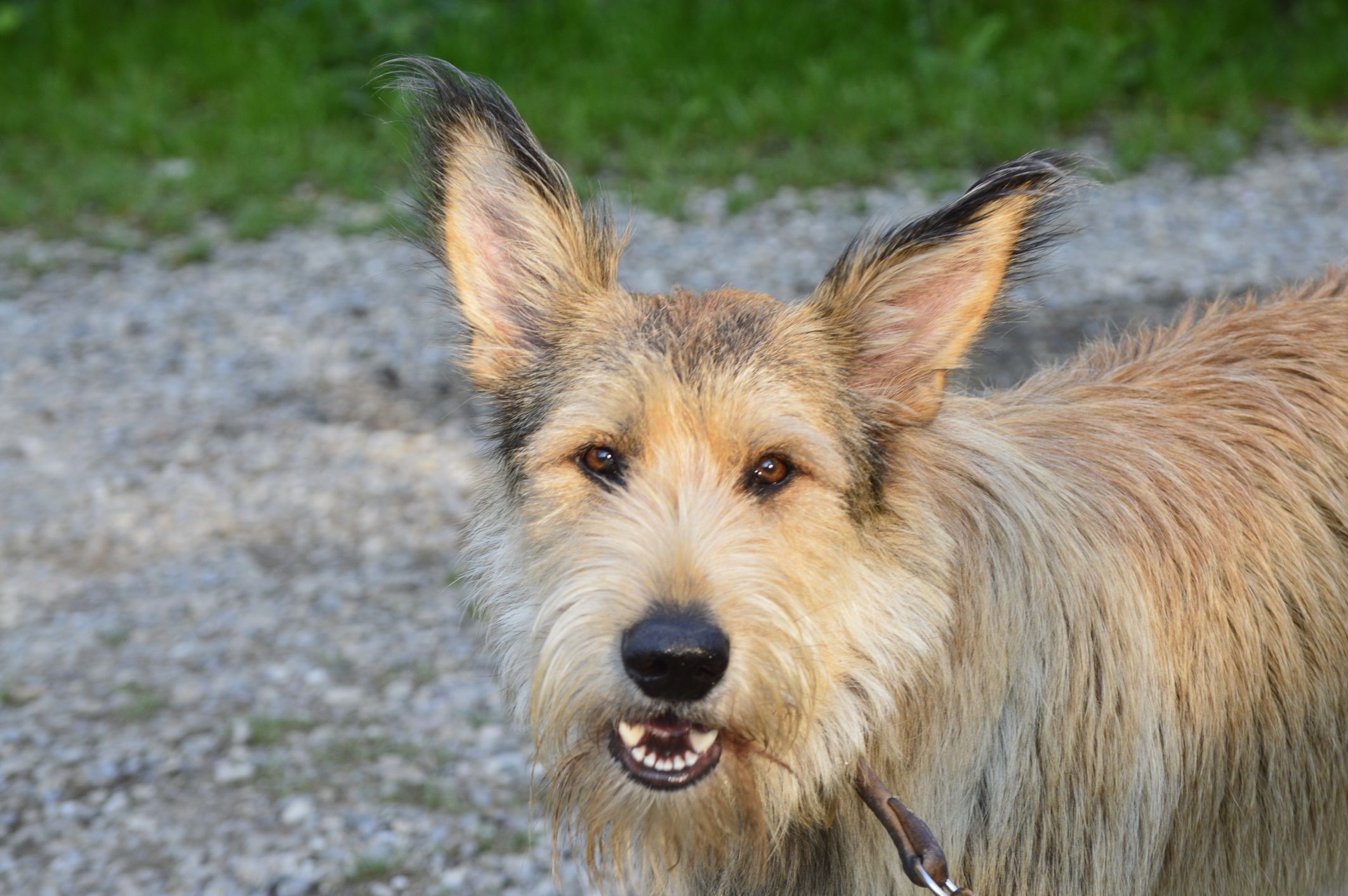 32 Dogs With Pointy Ears Dog Breeds With Bat Ears