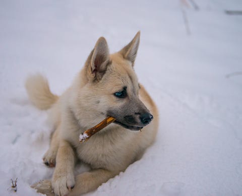 32 Dogs With Pointy Ears Dog Breeds With Bat Ears