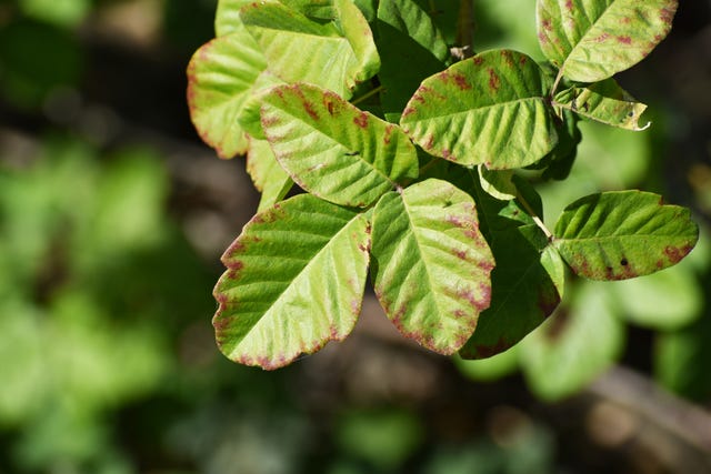 What Does A Poison Oak Rash Look Like Poison Oak Pictures