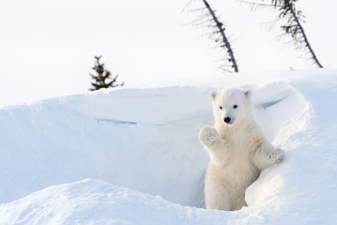 21 Cutest Photos of Animals In Snow