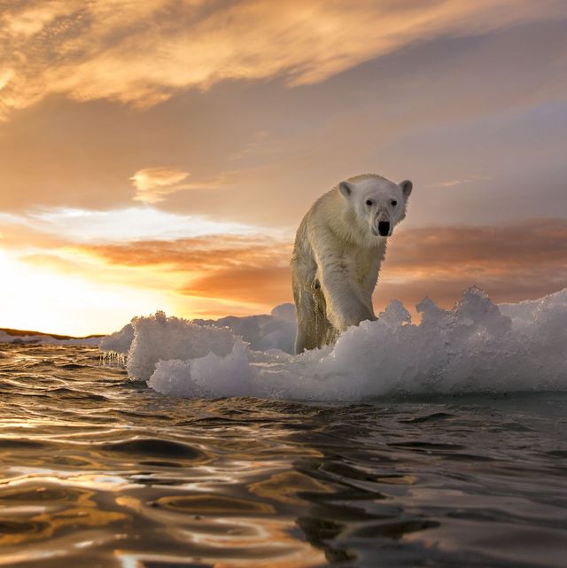 Polar Bear Facts