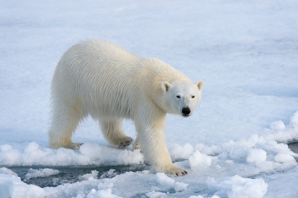 'Mass Invasion' of Polar Bears Descends on Remote Russian Village as