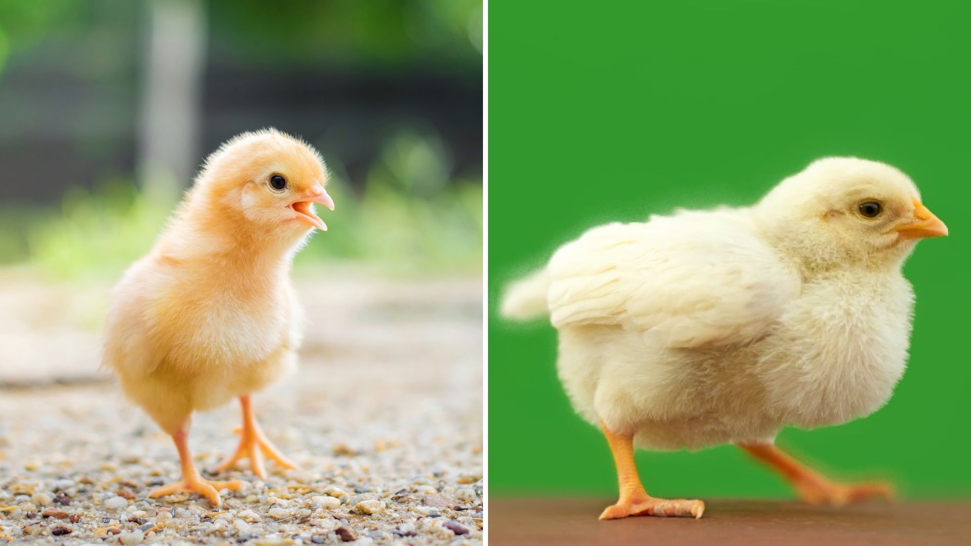 Por qué los pollos son ahora cuatro veces más grandes?