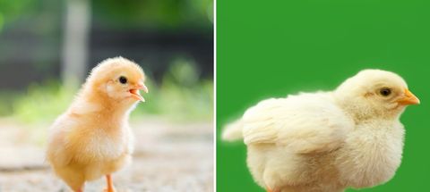 Por qué los pollos son ahora cuatro veces más grandes?