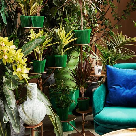 Green, Houseplant, Turquoise, Plant, Botany, Majorelle blue, Flower, Furniture, Room, Interior design, 