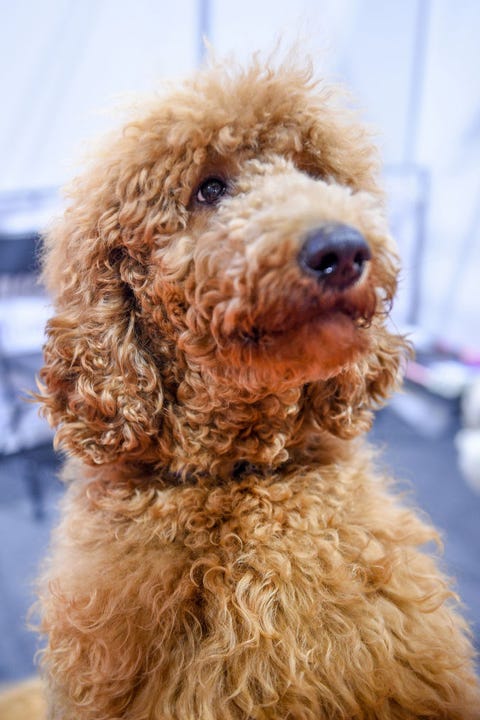 Dog, Mammal, Vertebrate, Dog breed, Canidae, Carnivore, Poodle crossbreed, Goldendoodle, Standard Poodle, Poodle, 