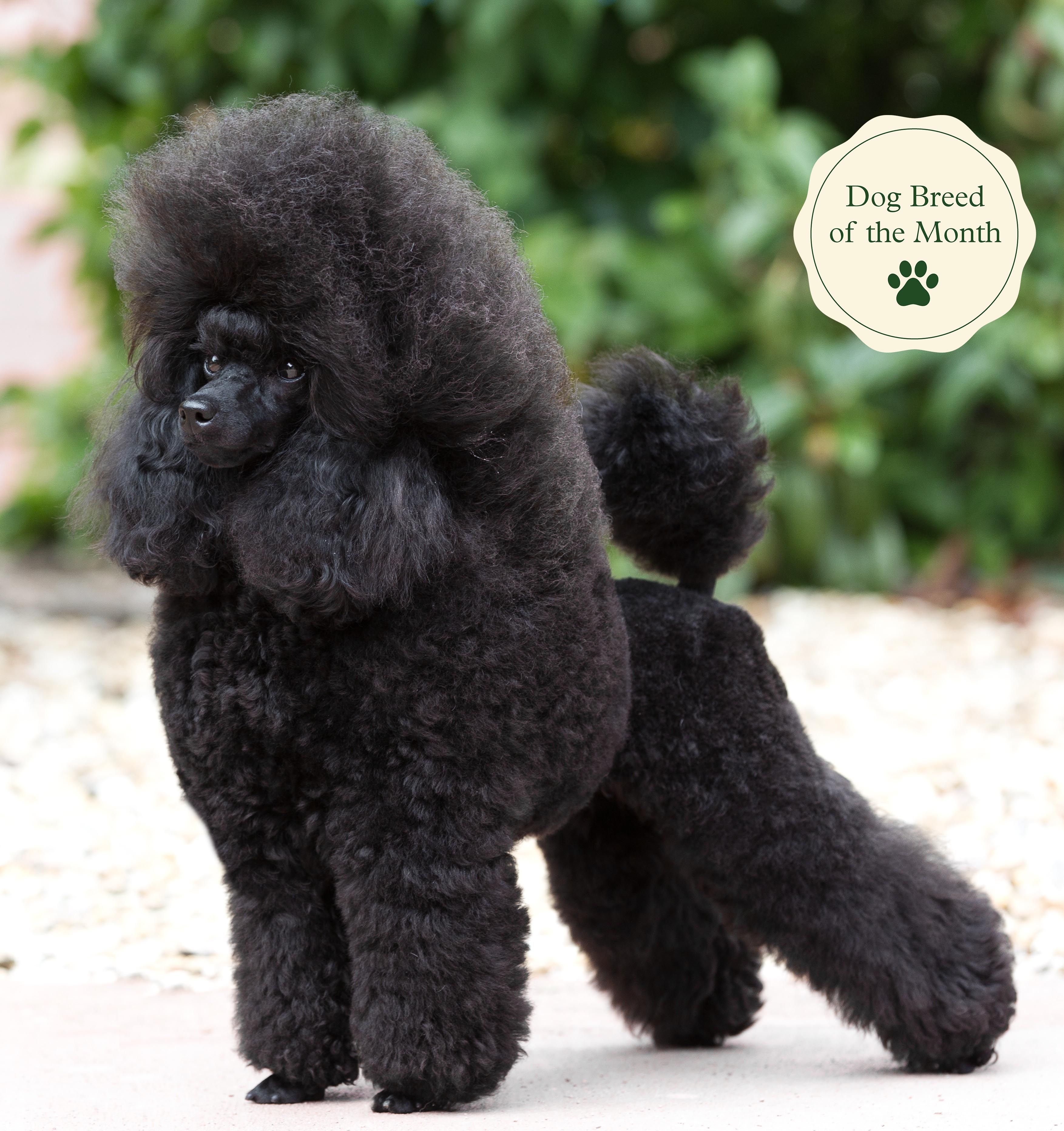 when are miniature poodles full grown