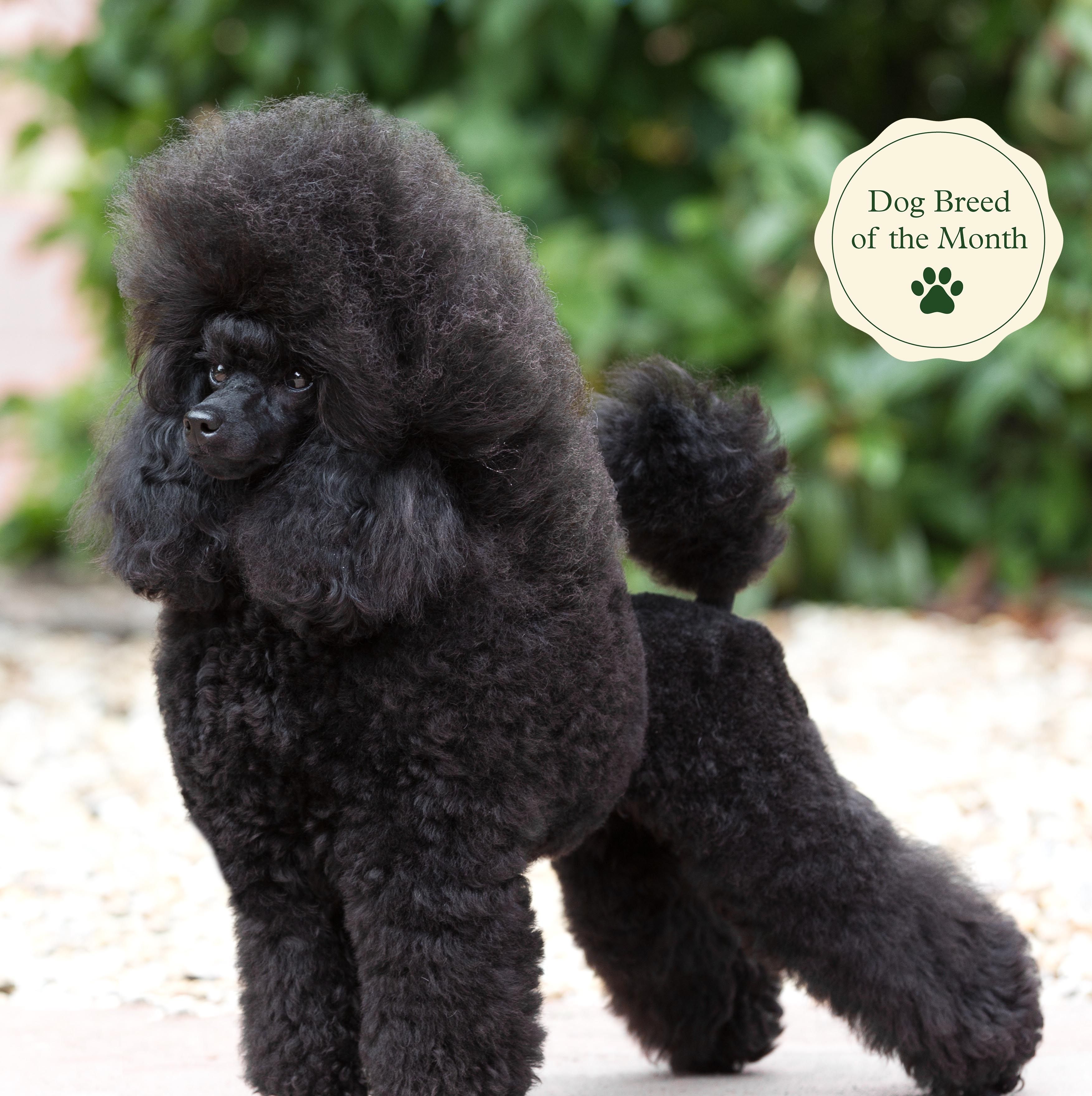 are small poodles as intelligent as standard poodles