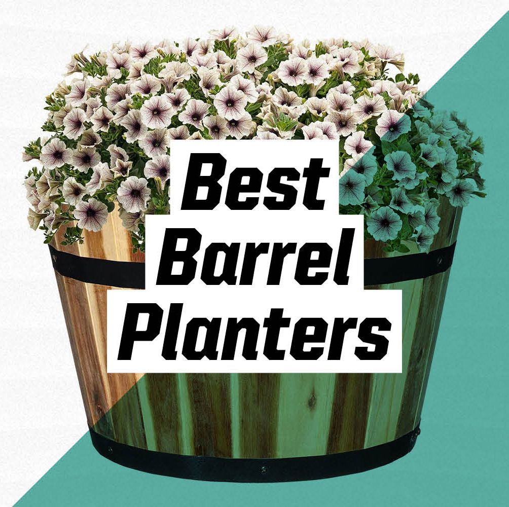The 9 Best Barrel Planters for Your Outdoor Space
