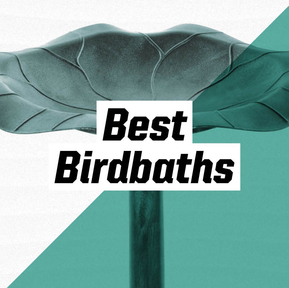 10 Birdbaths That Will Bring All the Birds to Your Yard