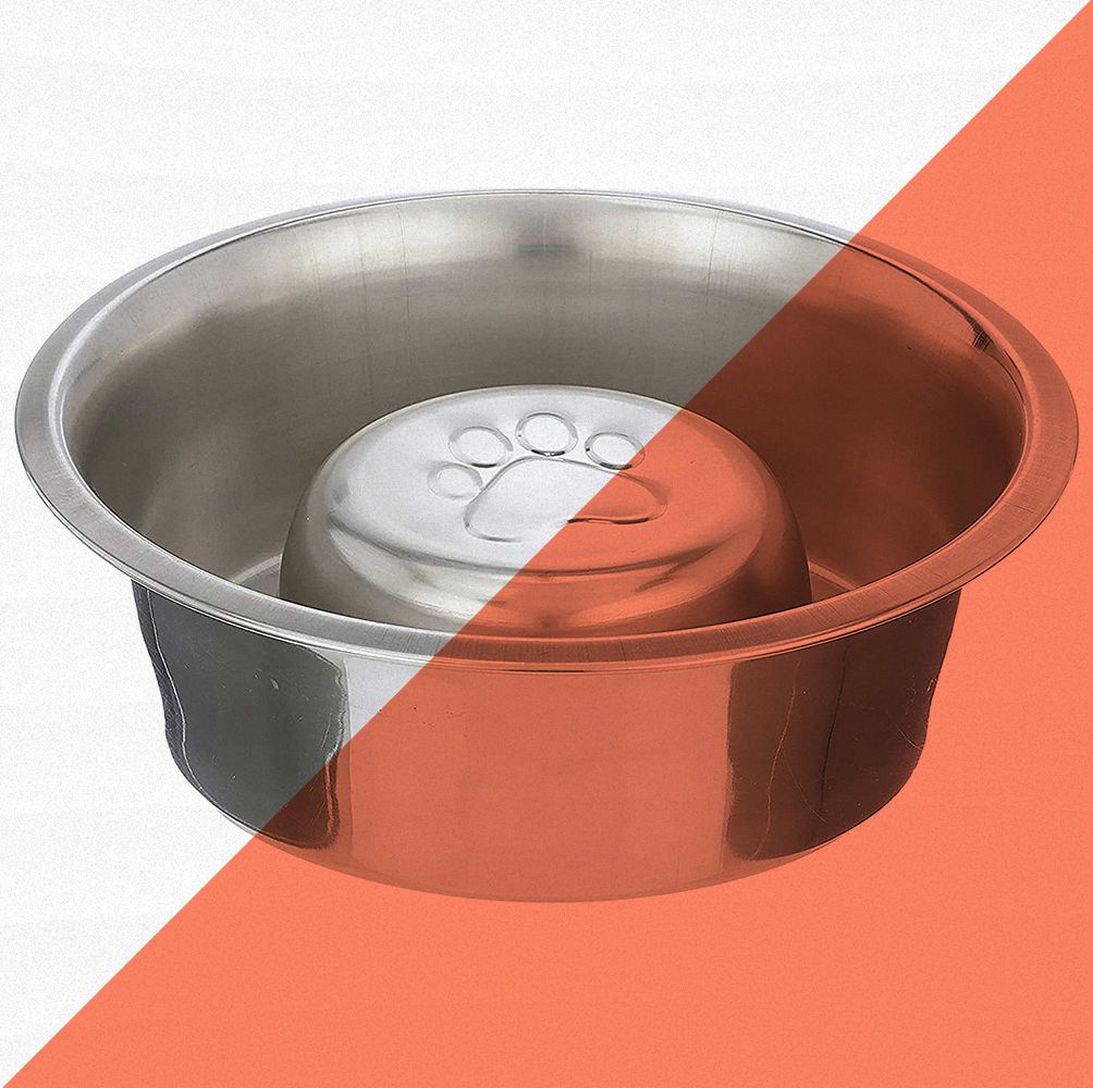 The 10 Best Dog Bowls for Pups Big and Small