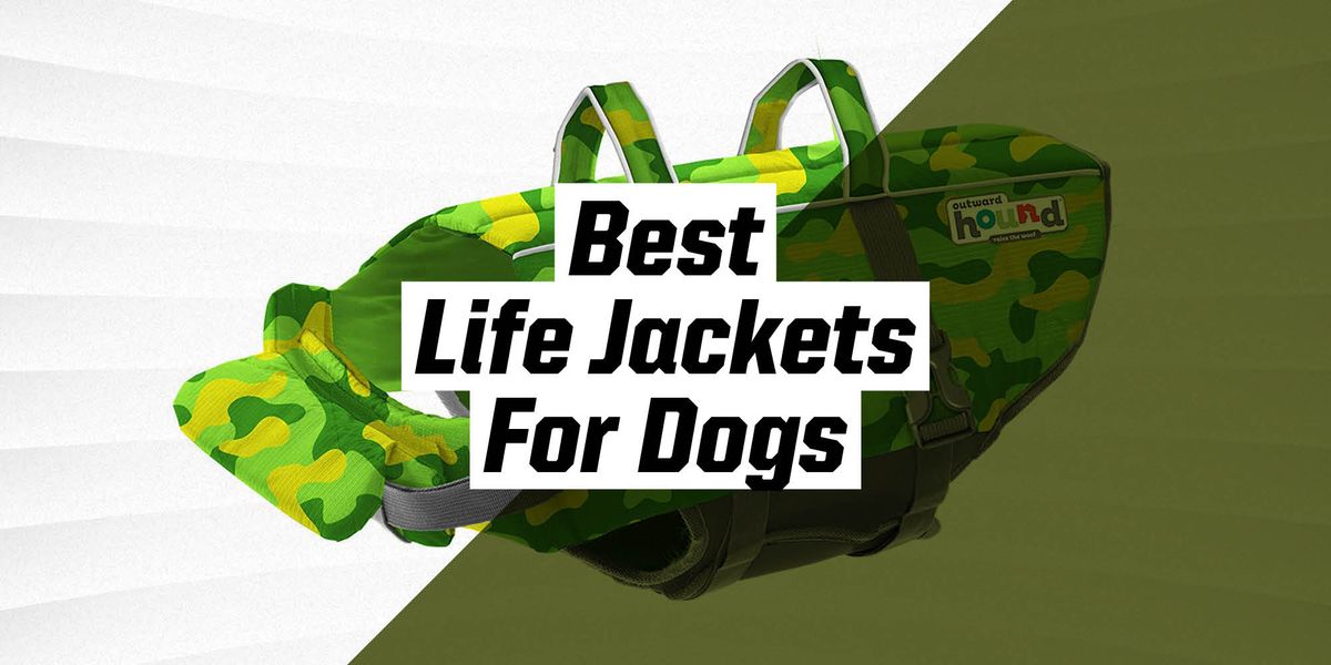 The 10 Best Dog Life Jackets 2021