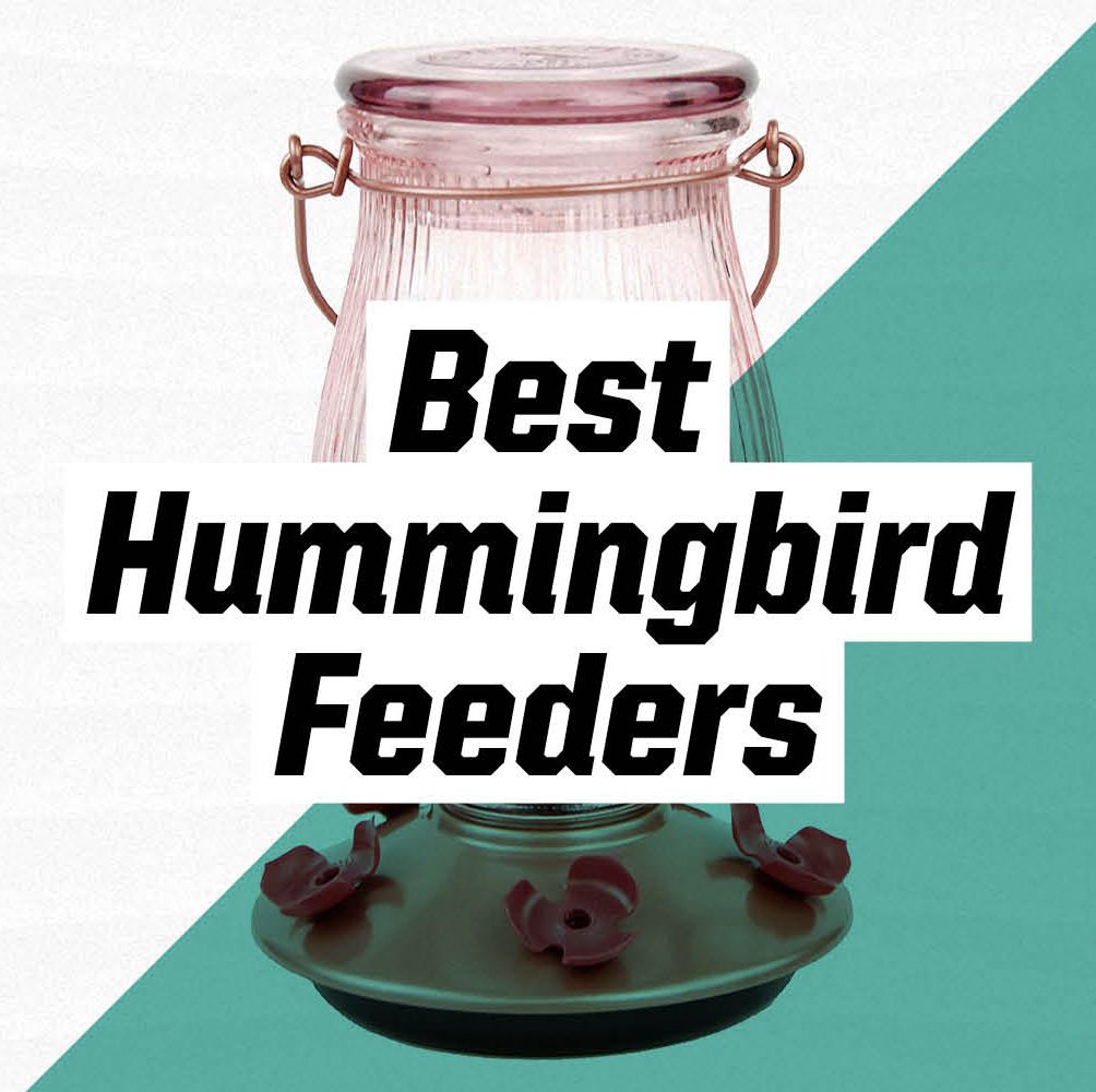 Create Your Own Paradise With These Top-Rated Hummingbird Feeders
