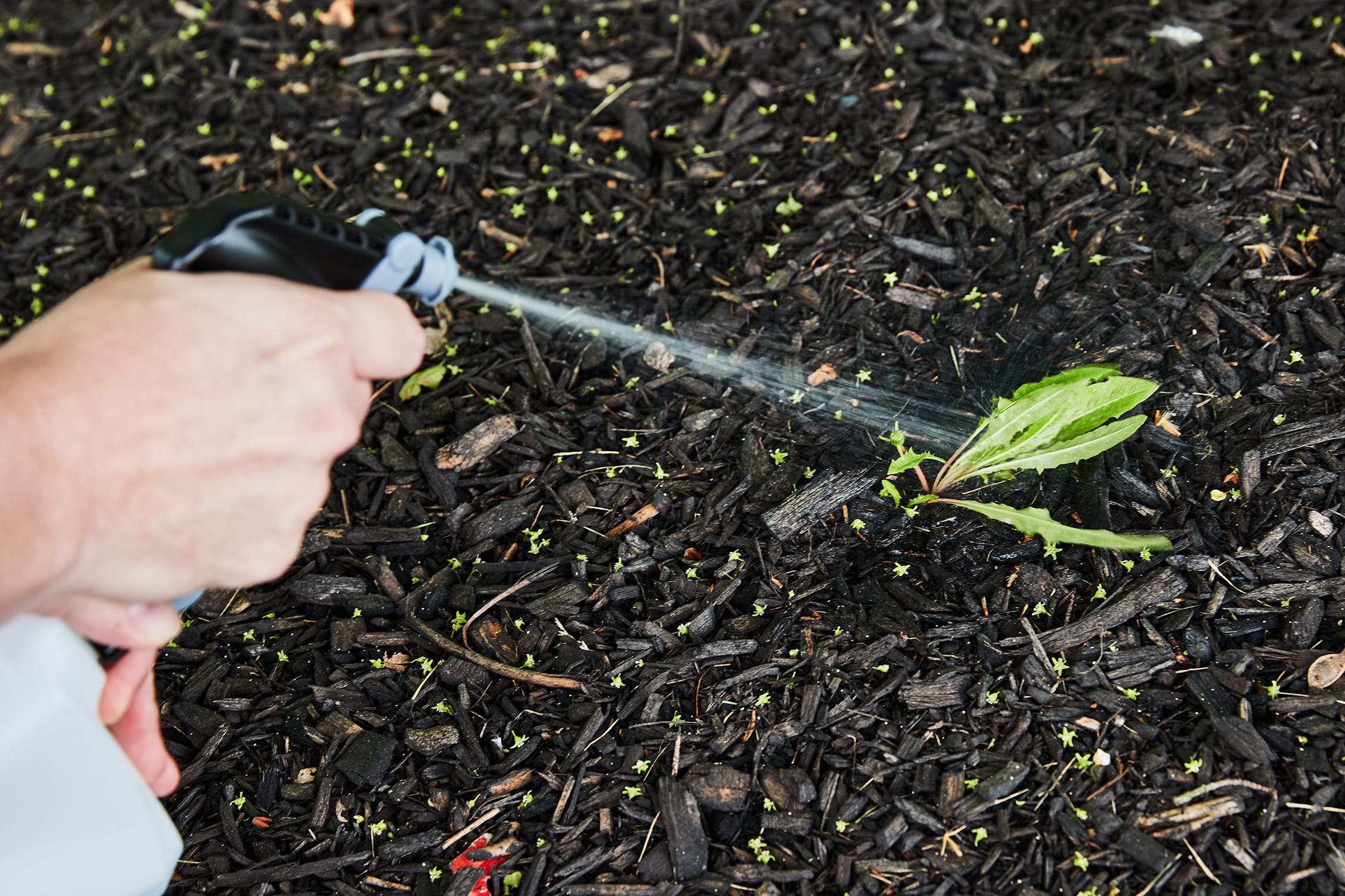 The 11 Best Weed Killers for Destroying Invasive Plants