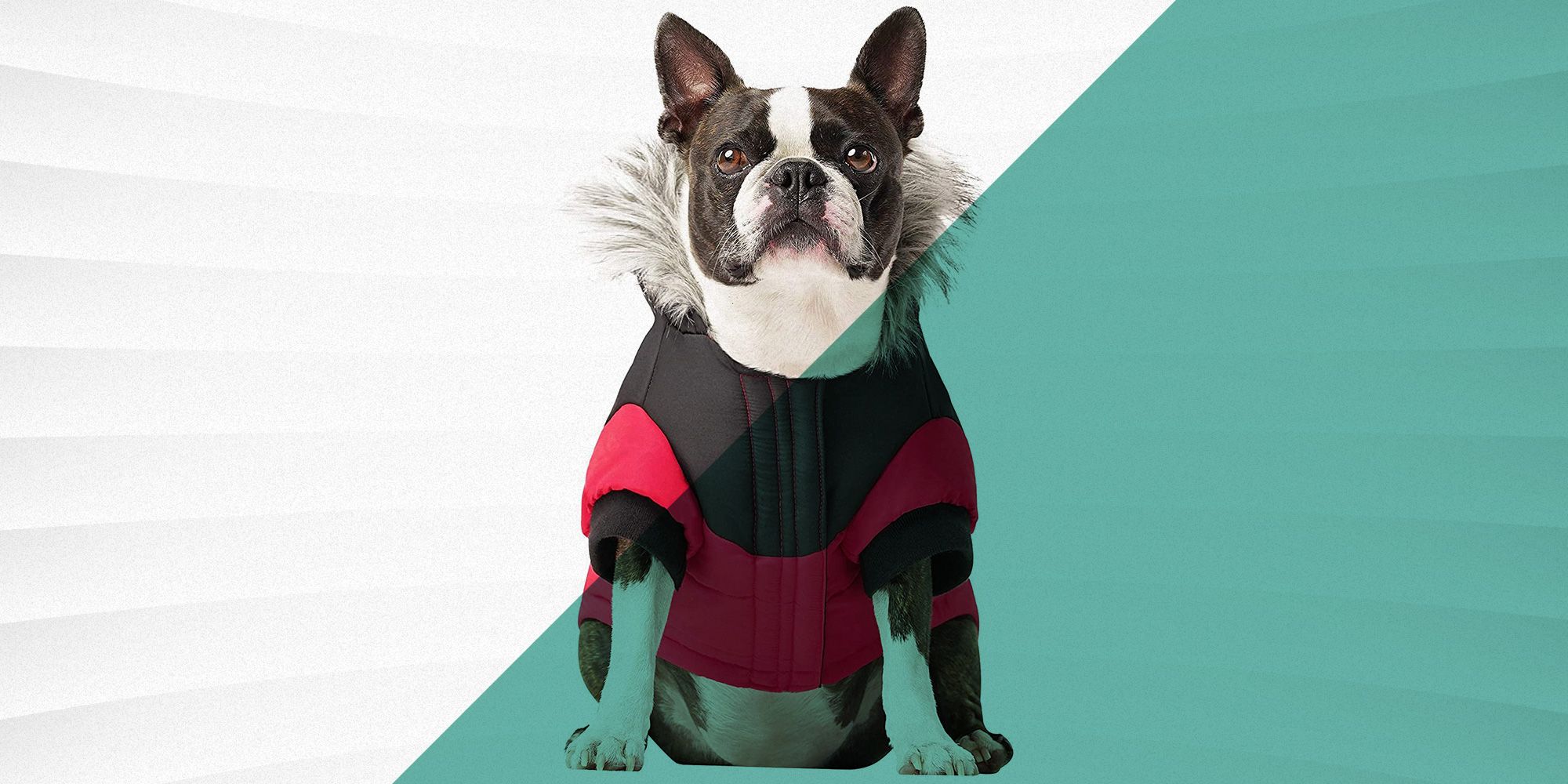 best coat for boston terrier