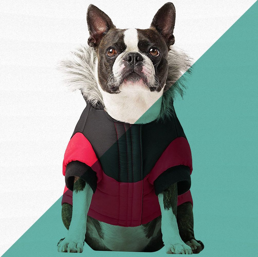 Our Favorite Winter Dog Coats