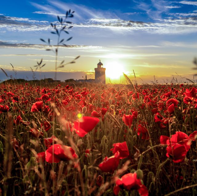 poppies in dover
