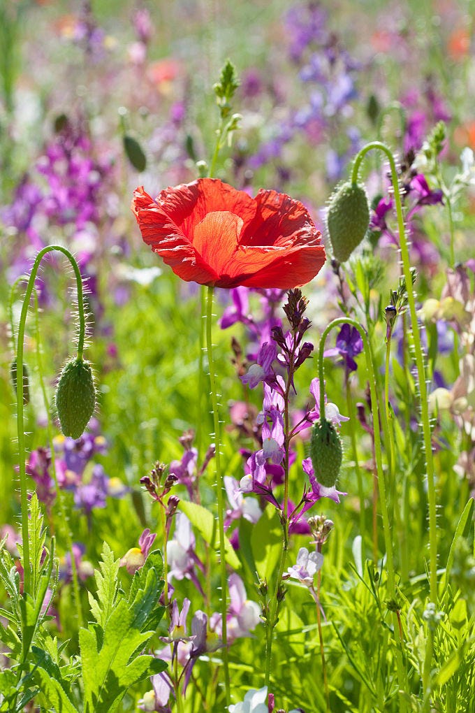 20 Beautiful Flower Images - Pictures of Pretty Flowers