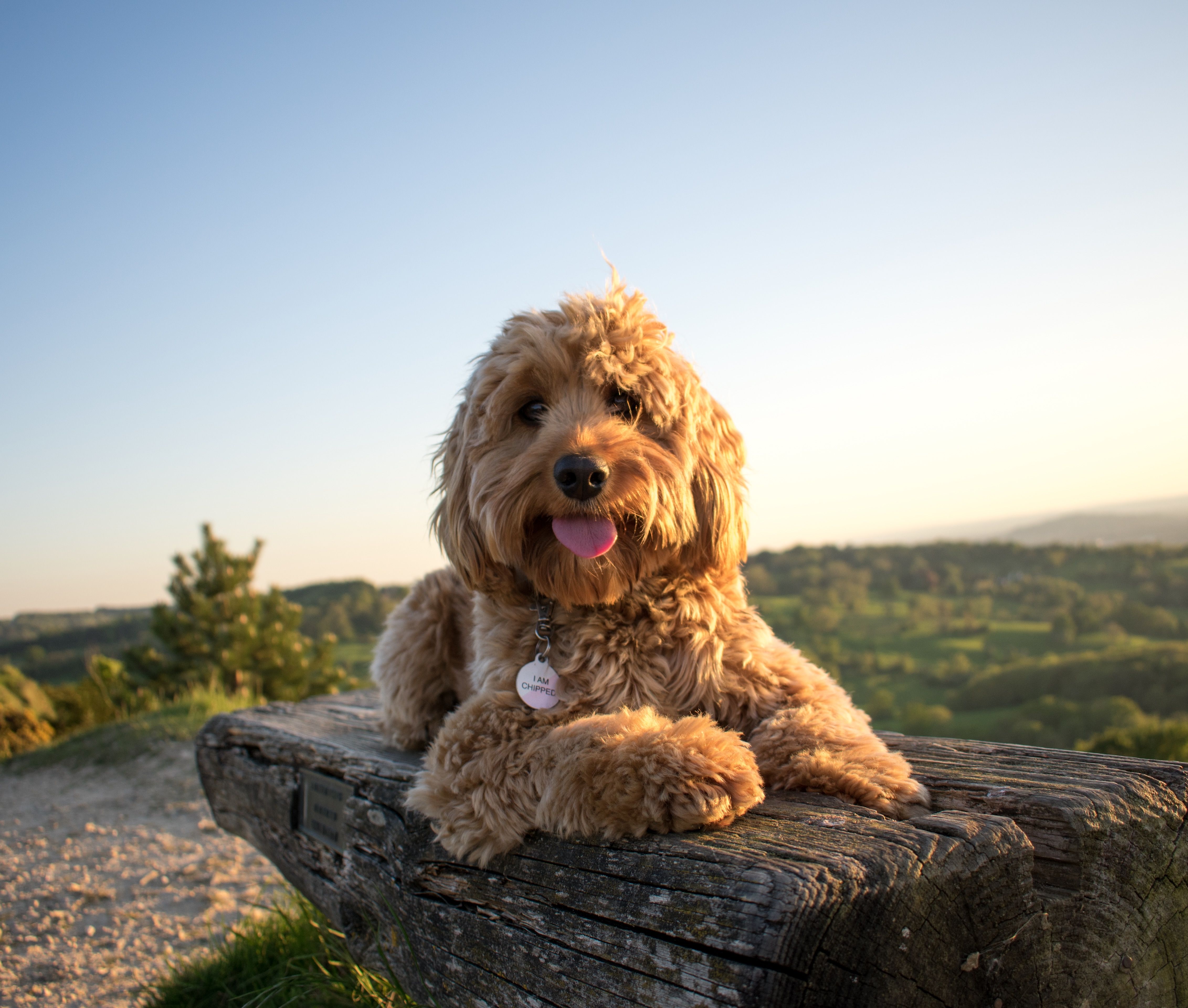 Dog Friendly Holidays Canine Critic Winner Announced Canine