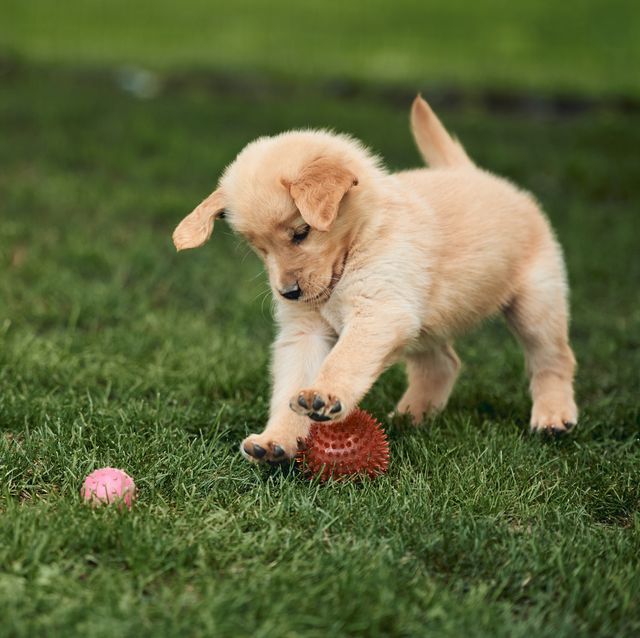 an image of a golden retriever puppy in a pack
