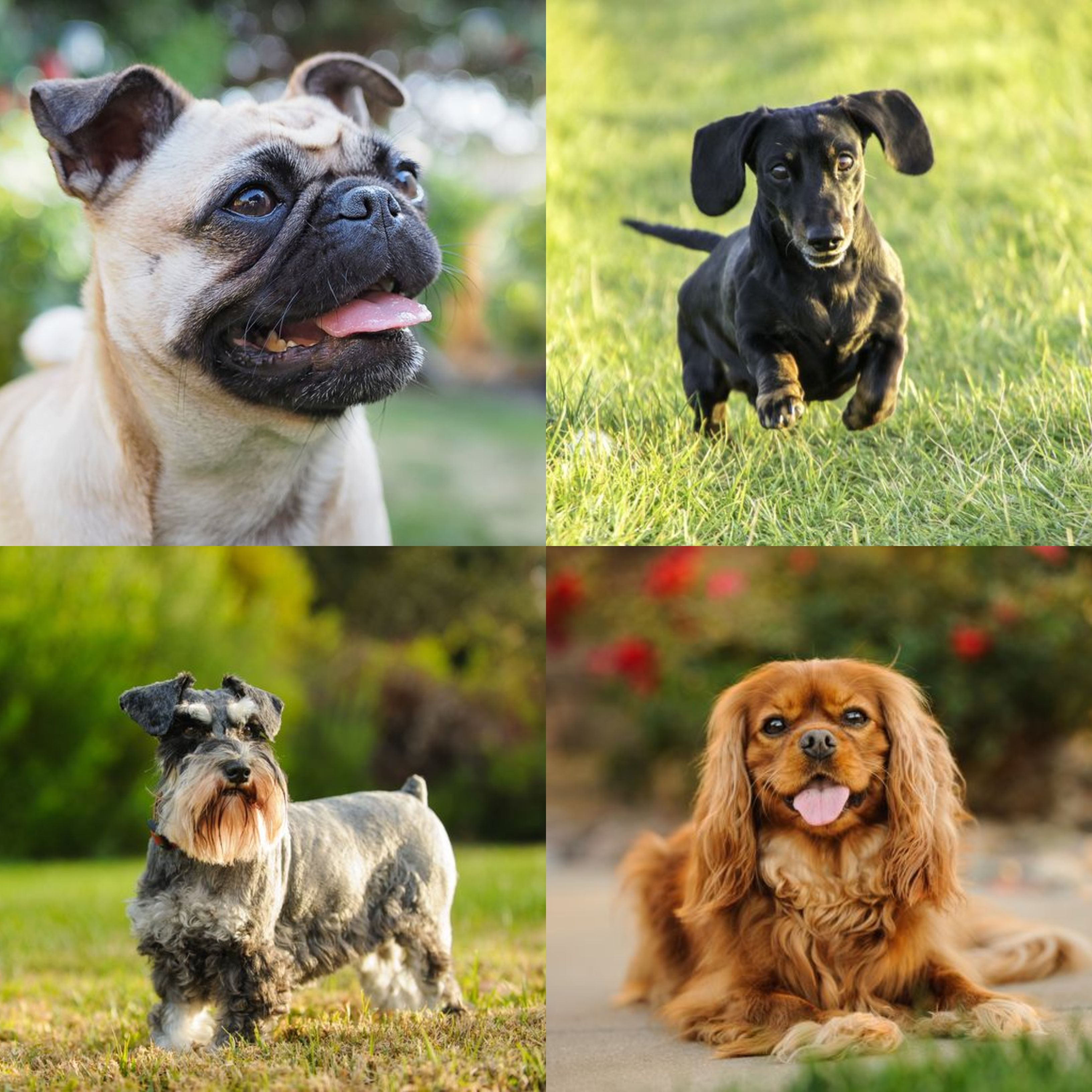 what is the smallest miniature dog breed