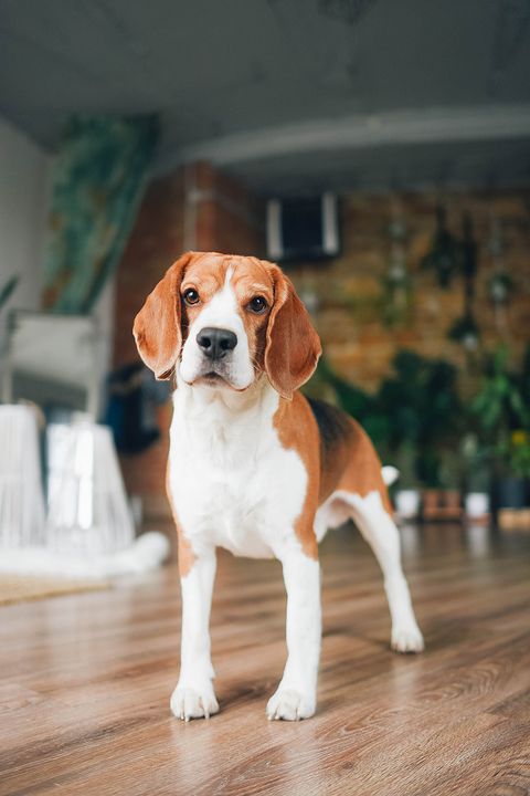 portrait of a beagle dog with a playful mood