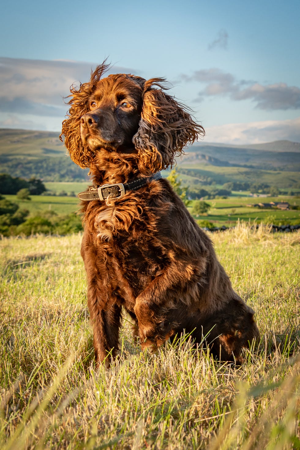 cocker-spaniel-sitting-on-a-grass