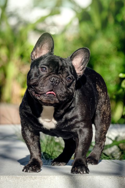 Portrait of a cute brindle French Bulldog standing in a park during the day?