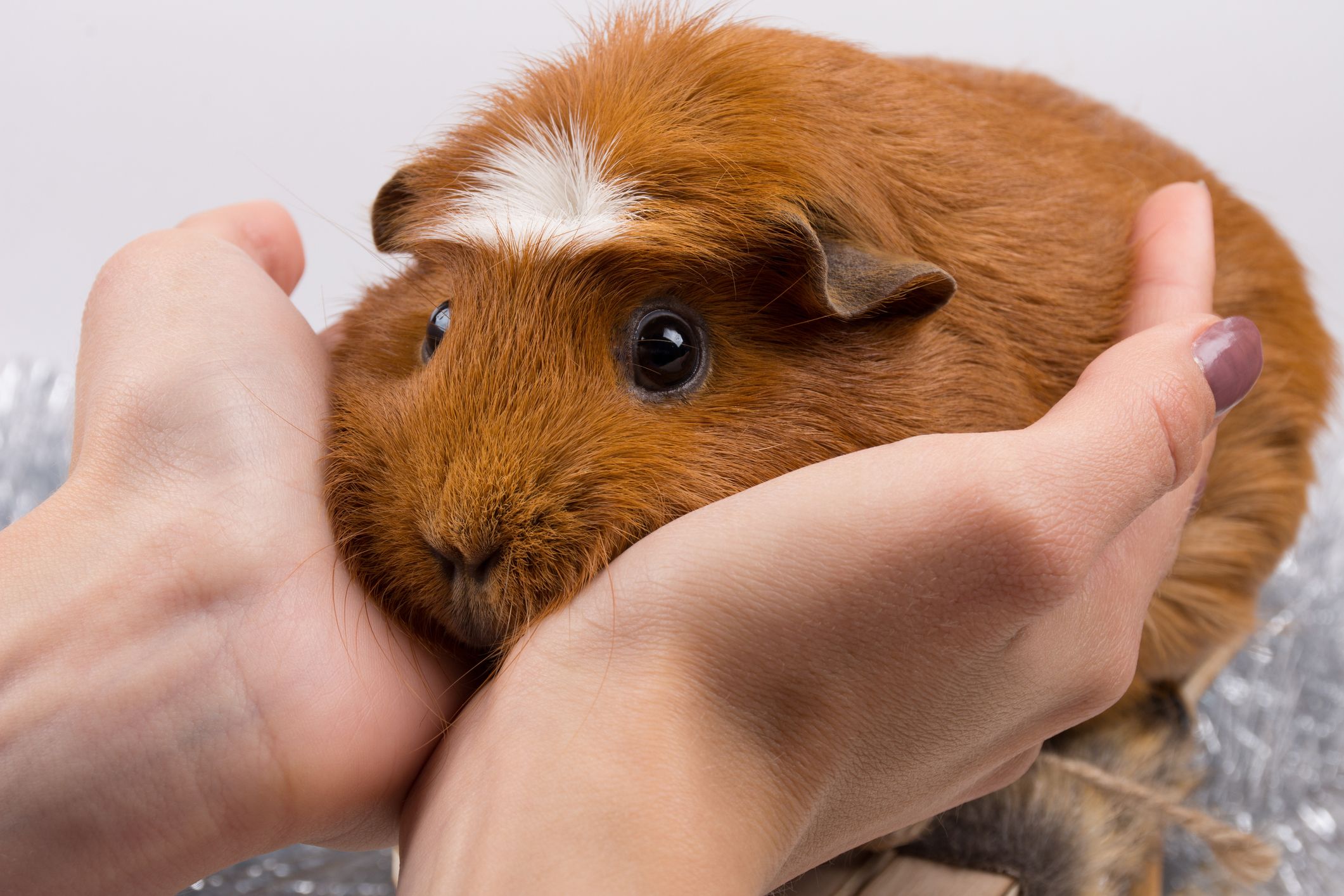 rosette guinea pig for sale