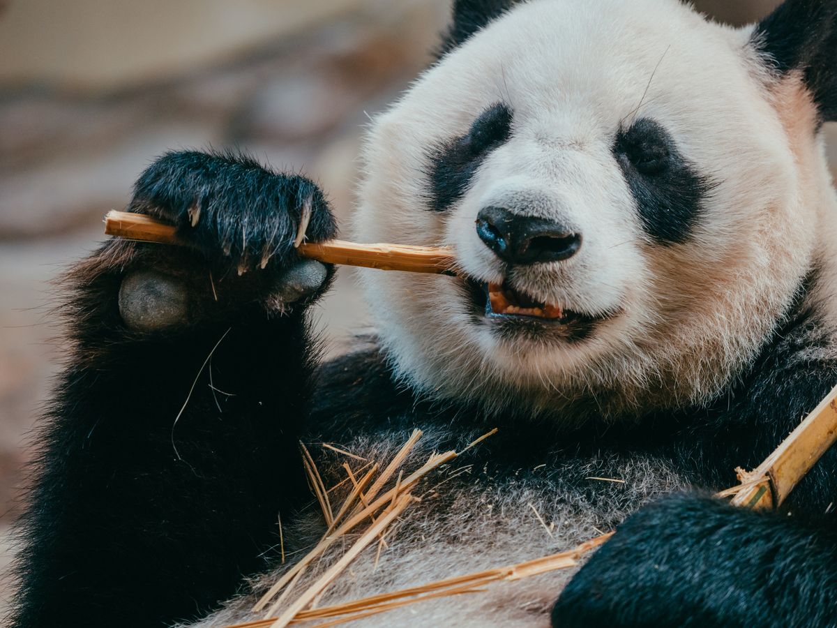 The Most Interesting Facts About Giant Pandas