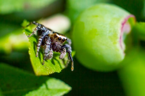 Portrait of a Jumping Spider (Salticus scenicus)